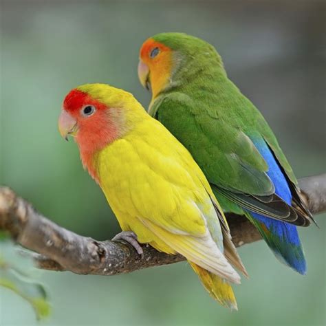 difference  male female lovebirds cuteness