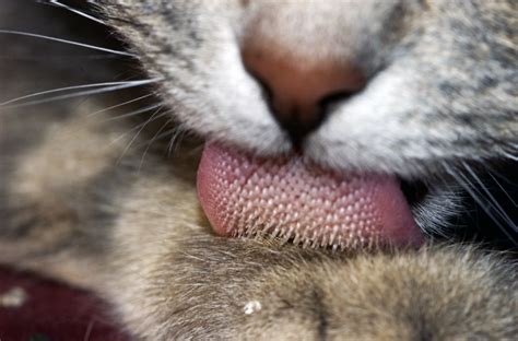 file cat tongue macro wikimedia commons