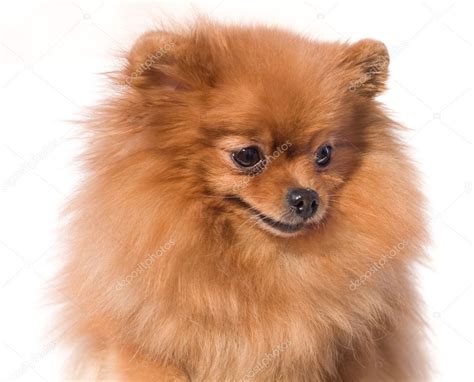 miniature spitz dog purebred stock photo  lilunli