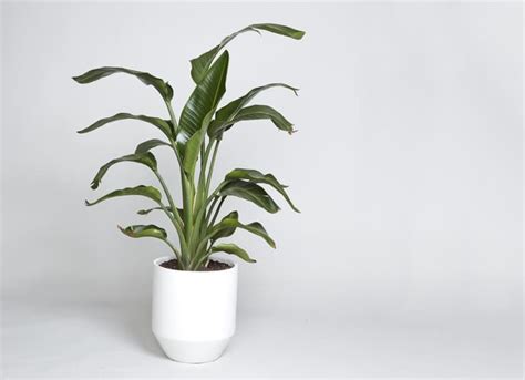 Larger Plant Care Guide Mindbodygreen