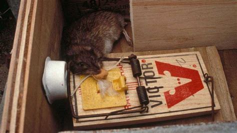 rat traps      exterminator