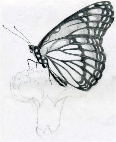 pencil easy butterfly drawing  kids garangan mambudem