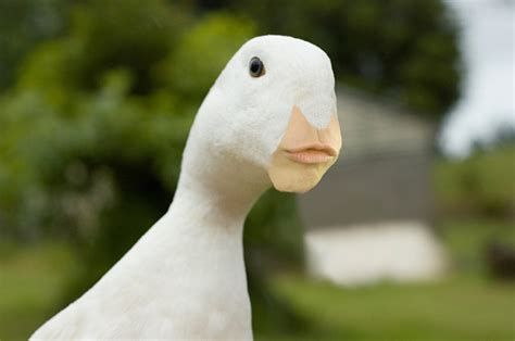 girl face duck face animals