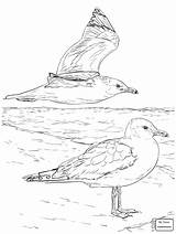 Seagull Seagulls Drawing Getdrawings Coloring Flying sketch template