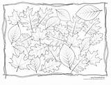 Coloring Leaf Pages Kids Templates Leaves Printables Different Oak Printable Drawing Four Collection Magnolia Getdrawings Depicts Maple Collected Second Has sketch template