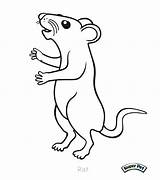 Rat Coloring Pages Rod Rats Cute Cartoon Kangaroo Getcolorings Colouring Click Printable Color Coloringbay Lab sketch template