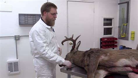 skin  deer   shoulder mount taxidermy insider