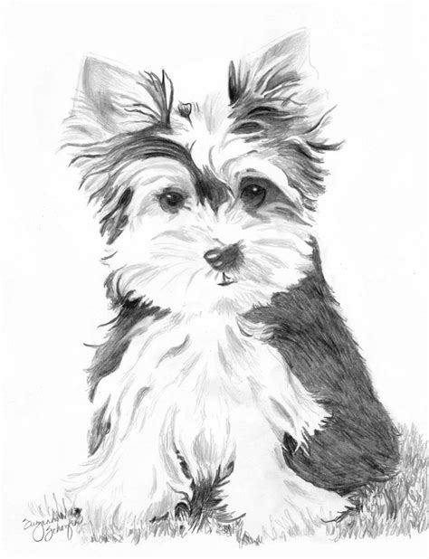 yorkie pencil coloring pages