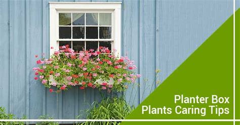 care  plants   planter box dunpar homes