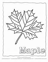 Maple Coloring Leaf Syrup Pages Template Large Printable Tree Kids Getdrawings Drawing Clipart Collecting Leaves Visit Library Popular sketch template