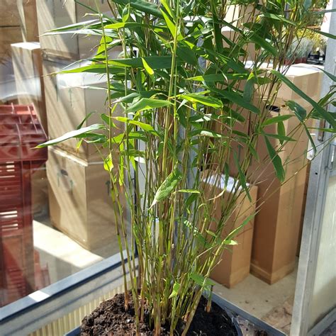 bamboo plants bamboo fargesia rufa  litre fast growing  invasive clumping bamboo plants