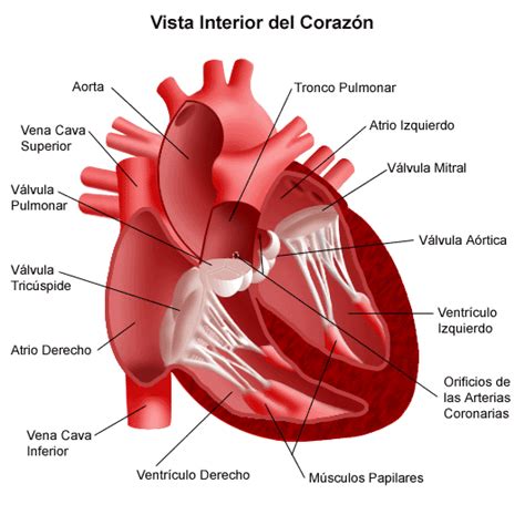 funcionamiento del corazón en el cuerpo humano