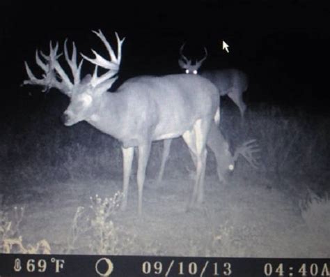 20 Monster Bucks That Will Make You Want To Buy A Trail Cam