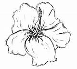 Flower Drawing Hibiscus Drawings Flowers Gladiolus Hawaiian Draw Tattoo Pencil Sketches Rainforest Plumeria Sketch Hawaii Step Tattoos Easy Beautiful Trees sketch template