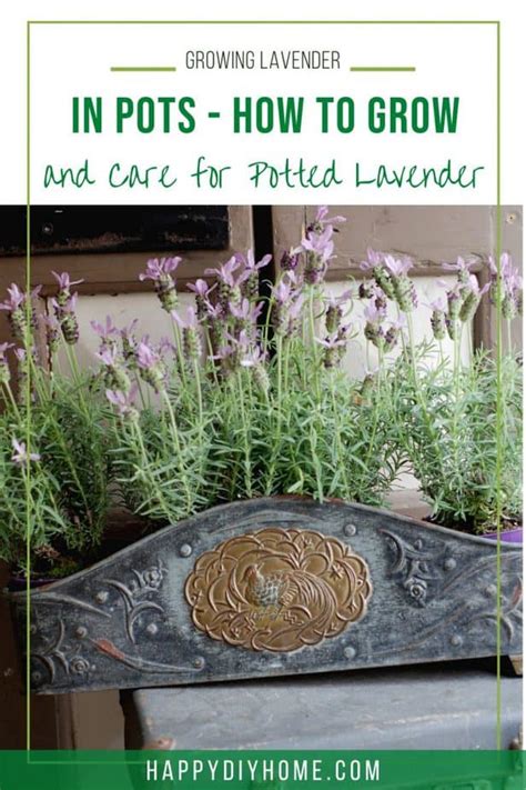 growing lavender  pots   grow  care  potted lavender