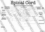 Spinal sketch template