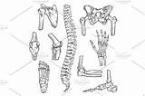 Human Joints Body Sketch Bones Icons Creativemarket Vector sketch template