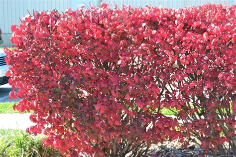 red leafed shrubs  add color  eye appeal   home