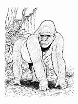Gorille Coloriage Animaux Jungle Sauvages Imprimer Réaliste Coloriages Realiste Albumdecoloriages sketch template