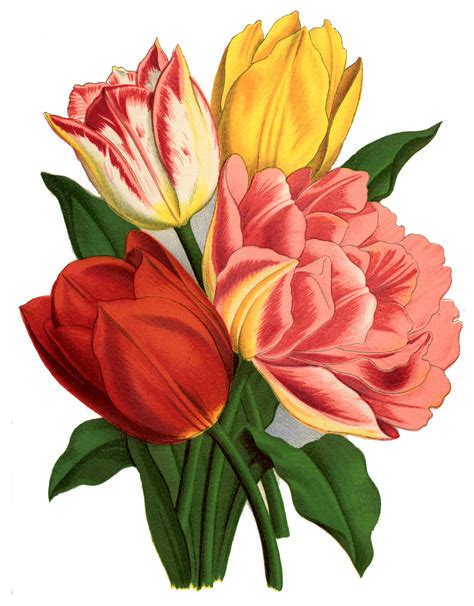 instant art printable gorgeous tulips  graphics fairy
