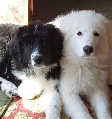 great pyrenees boarder collie mix puppies aww