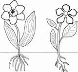 Coloring Roots Flower Monocot Dicot Stem Clipart Monocots Dicots Plant Drawing Worksheets Plants Flowers Pages Worksheet Cliparts Outline Drawings Printable sketch template