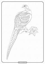 Pheasant Coloring Animals Printable Pdf sketch template