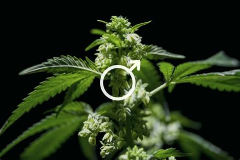 male weed plant cbd oil treatments