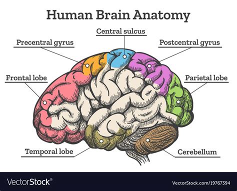 human brain anatomy diagram royalty  vector image