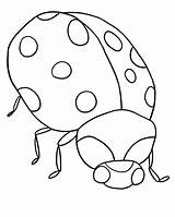 Ladybug Outline Clipart Clip Wikiclipart Related sketch template