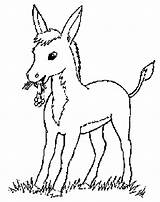 Coloring Pages Donkey Donkeys Animal Farm Adult Kids Colorare Da Animals Sketches Gif Choose Board Popular Print sketch template