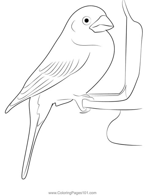 pin  finches coloring pages
