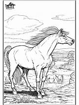 Horse Coloring Pages Wild Fargelegg Horses Hester Funnycoloring Annonse Comments Advertisement sketch template