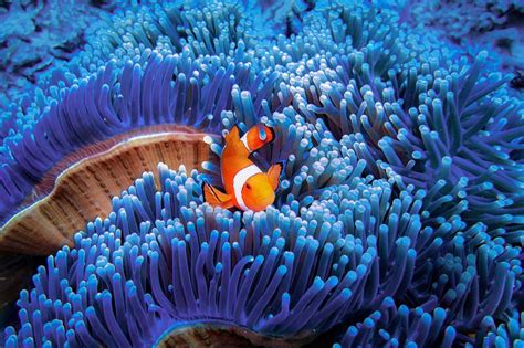 marine biome types plants  wildlife