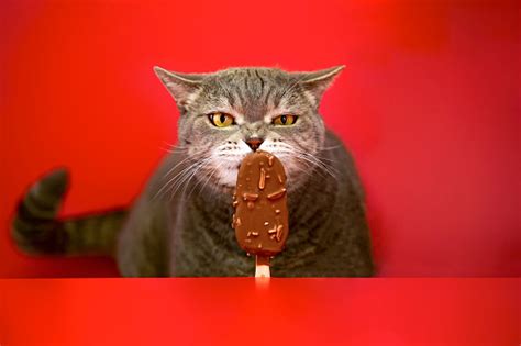 Bigeyed Naughty Obese Cat Licking Chocolate Almonds Stick Ice Cream On