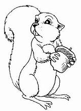 Coloring Squirrel Rodent Arboreal Food Hold Great 326px 37kb Pages sketch template