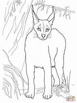 Caracal Coloring Lynx Desert Cat Pages Wild Clipart Printable Caracals Webstockreview sketch template