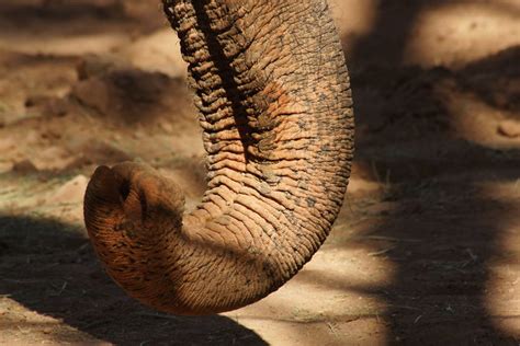 elephant nose flickr photo sharing