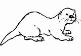 Loutre Nutria Colorier Otter sketch template
