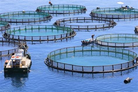 aquaculture types benefits  importance fish farming conserve