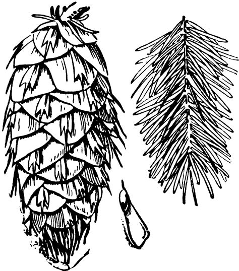 douglas fir cone seed  foliage clipart