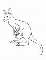 Wallaby Coloring Pages Drawing Line Kangaroo Drawings Kids Animal Animals 1coloring sketch template