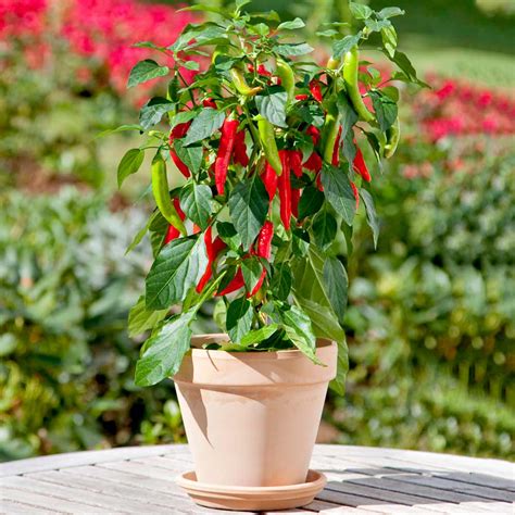 growing chilli plants indoors  tips  growing hot chilli peppers