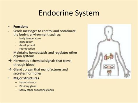 ppt endocrine system powerpoint presentation free download id 1932083