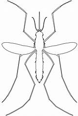 Mosquito Outline Silhouette Silhouettes Coloring Pages sketch template