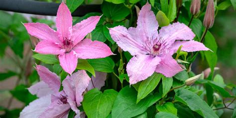 How To Grow Clematis Best Clematis Varieties Which