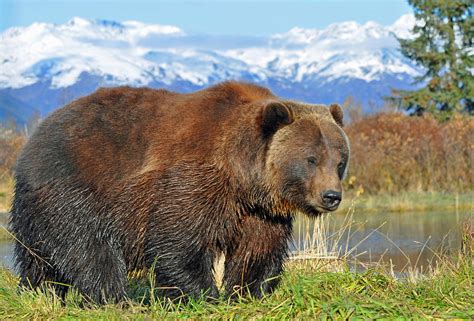 alaskan brown bear photograph  clint pickarsky