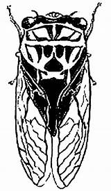 Cicada Coloring Pages Drawing Cigale Dessin Printable Cicadas Getdrawings Line Color sketch template