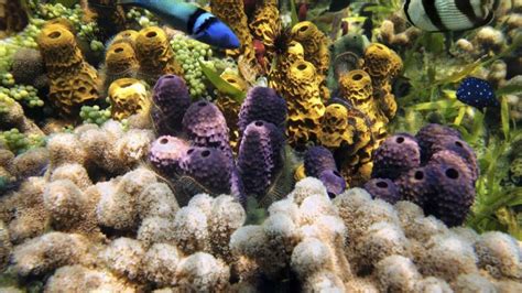 los datos más curiosos sobre las esponjas marinas