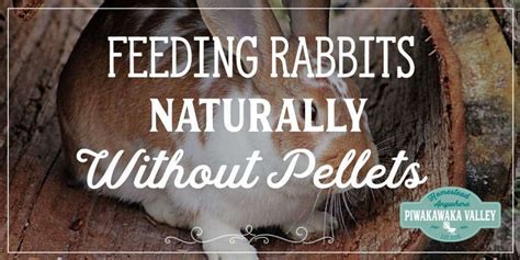 list  foods   safely feed  rabbits